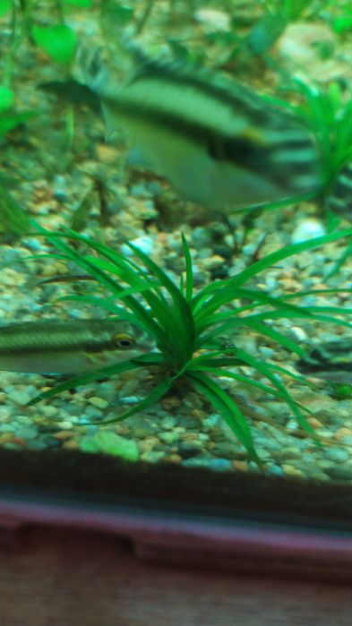 Рослини в акваріум