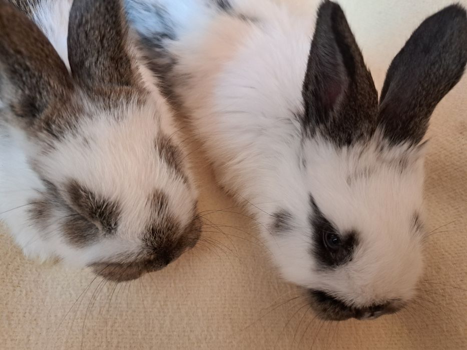 Króliki  małe  mieszańce