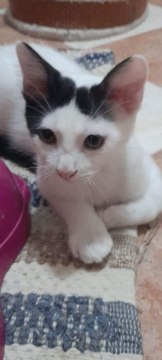 Gatinho disponível para adopção. Podem viajar para o estrangeiro.