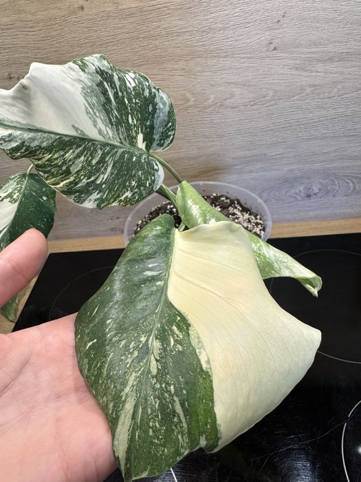 Monstera 'Creme Brulee'