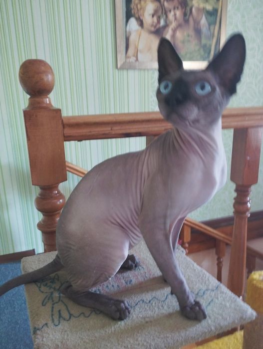 Канадский сфінкс в пошуках люблячої киці.Котик для  в'язки.