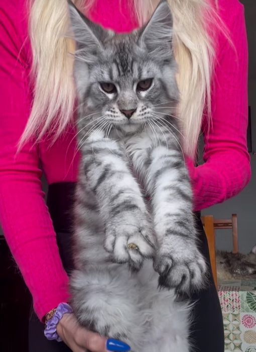 Справжнi Левенята Мейнкун