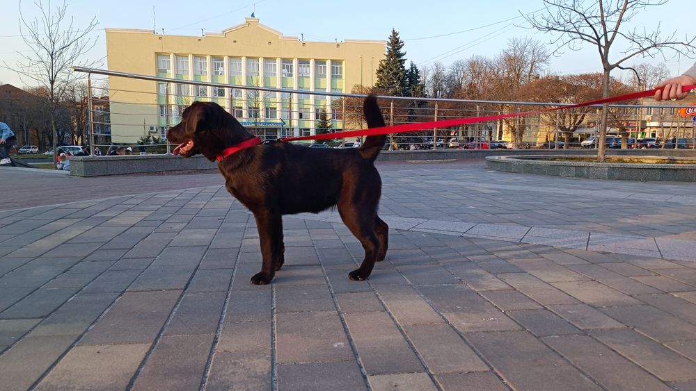 Лабрадор Ретривер
