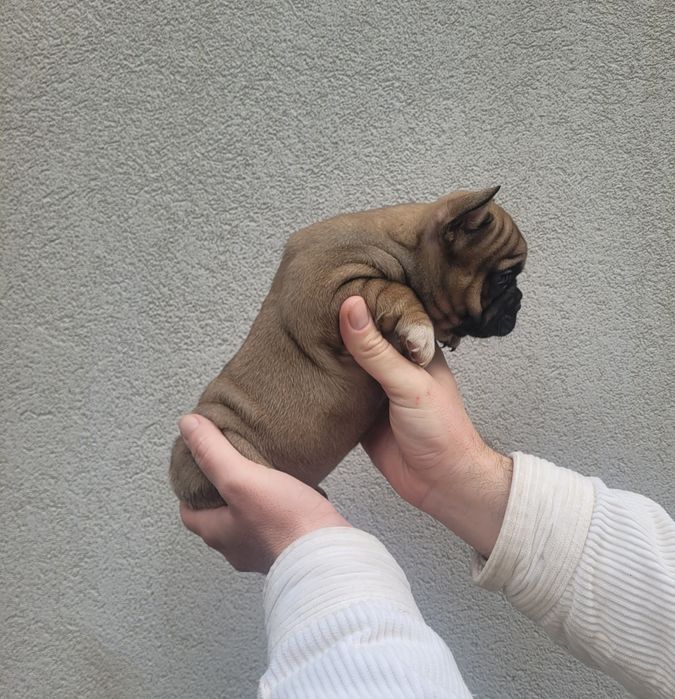 Bulldog francês macho