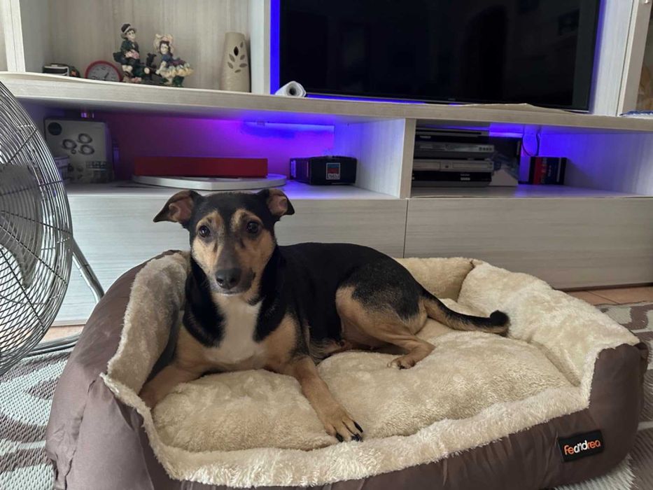 Legowisko dla psa kota posłanie poduszka zwierzęta pies kot NOWE