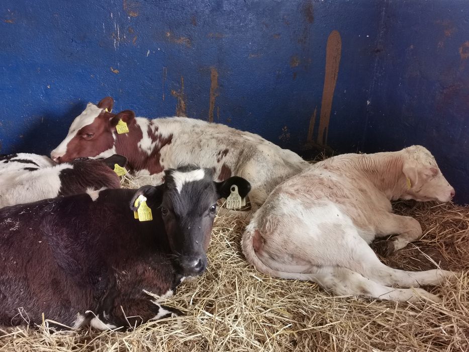 Byczki startery samodzielne mięsne