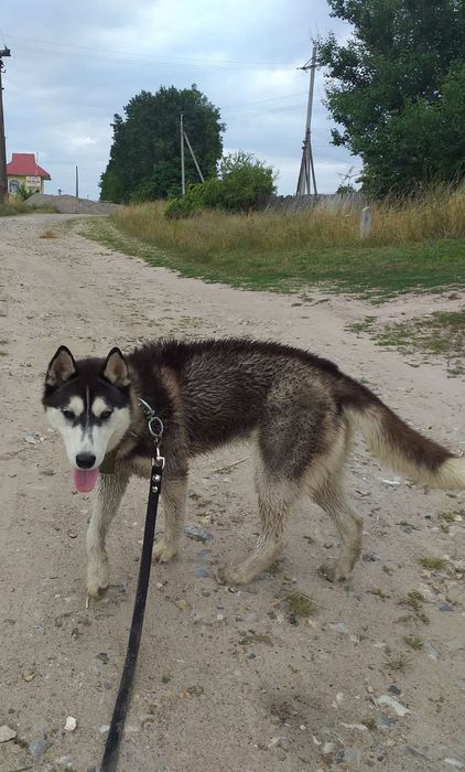 Цуценята   хаскі