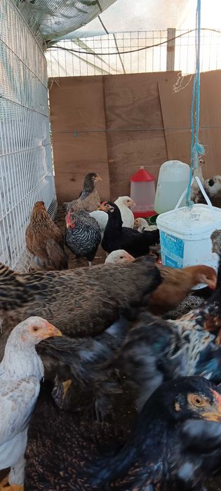 Galinhas brahma