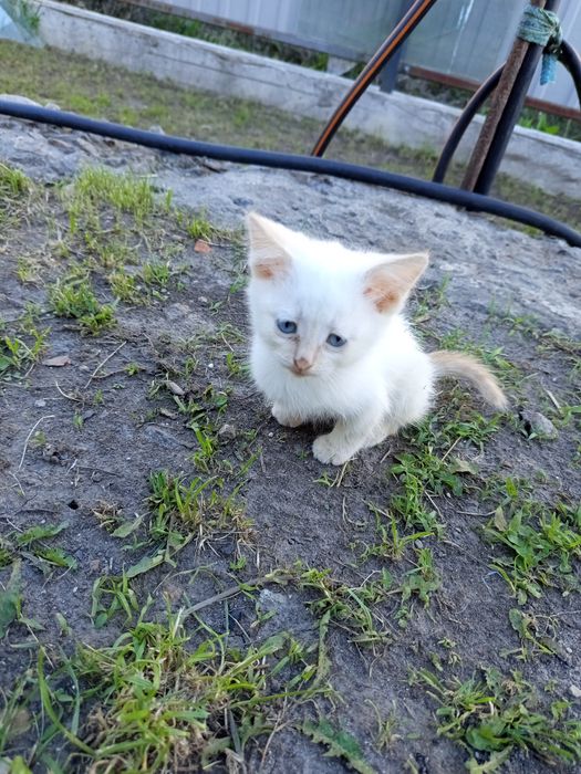 Кошеня в добрі руки