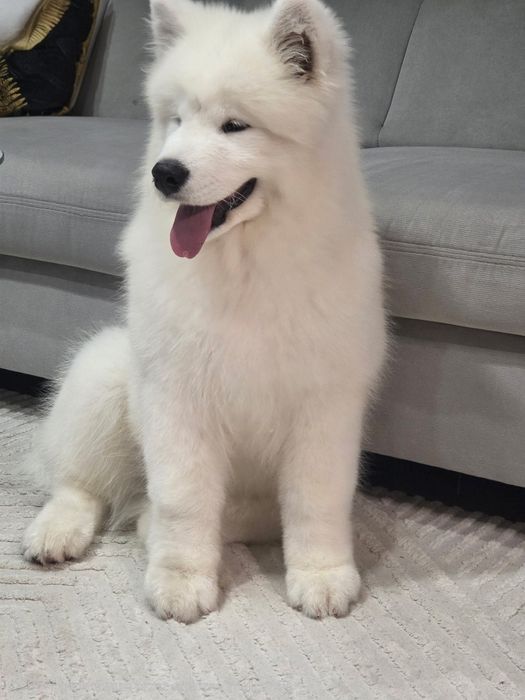 Samojed Szczenię Samiec z Rodowodem Hodowla Perły Północy