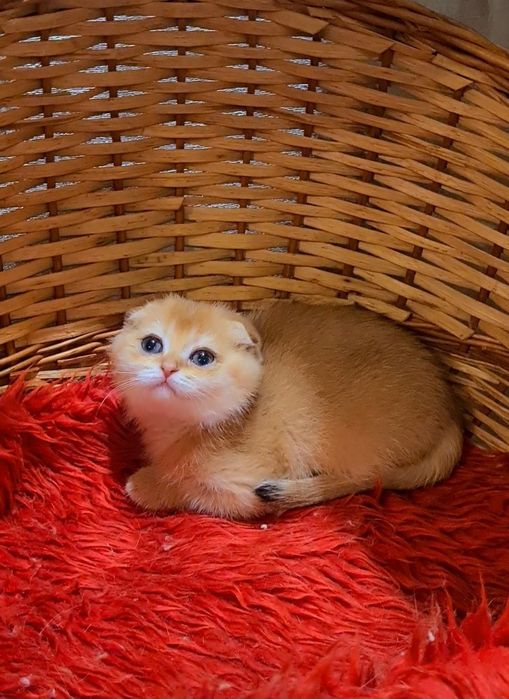 Шоу класса золотая шиншилла