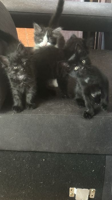 Lindos gatinhos