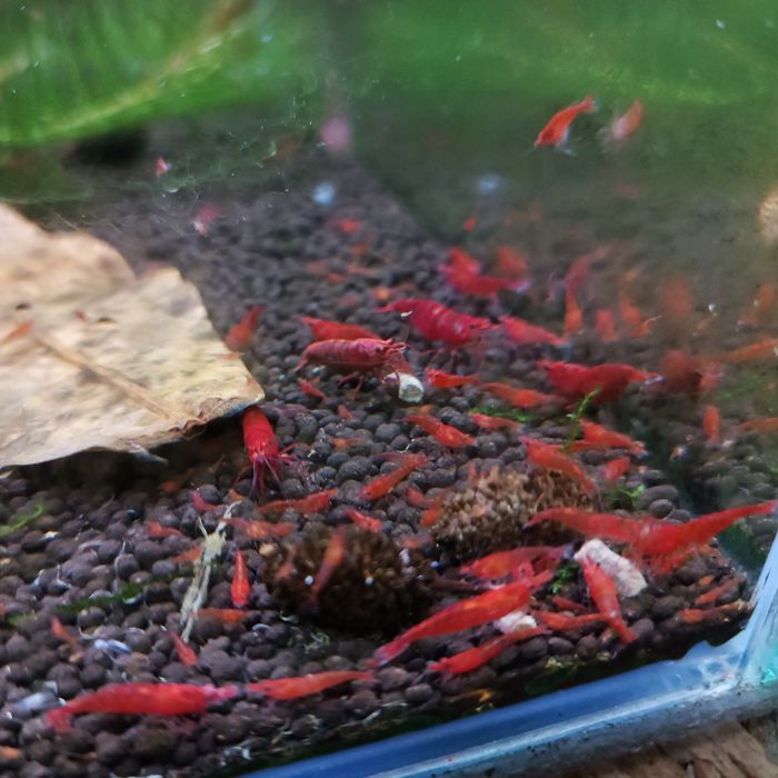 Krewetki neocaridina Sakura Red
