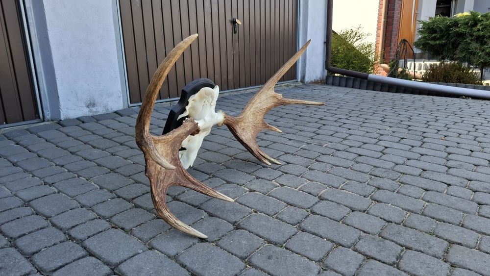 Poroże,wieniec łosia