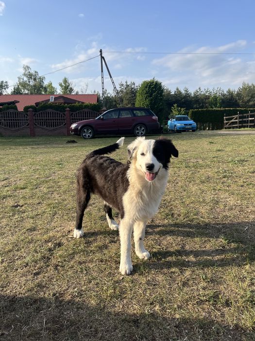 Border Collie Sami