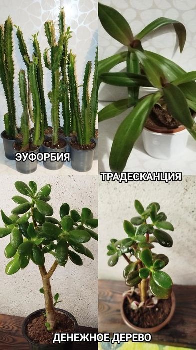 Денежное дерево, Монстера, Алоэ Вера, Эуфорбия, Традесканция, Кактусы