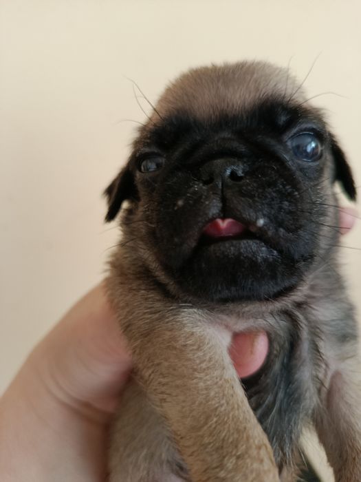 Шикарний хлопчик