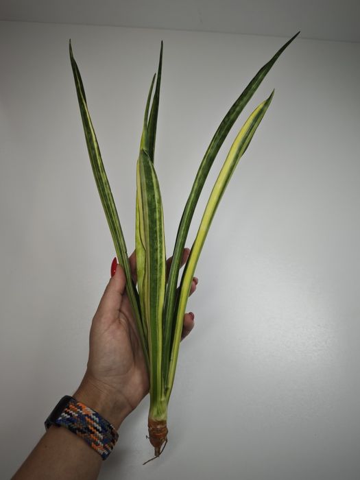 Sansevieria Javanica var