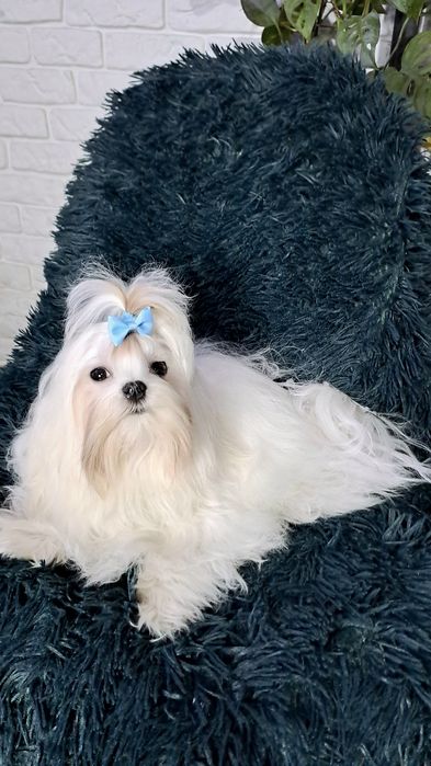 Maltańczyk reproduktor