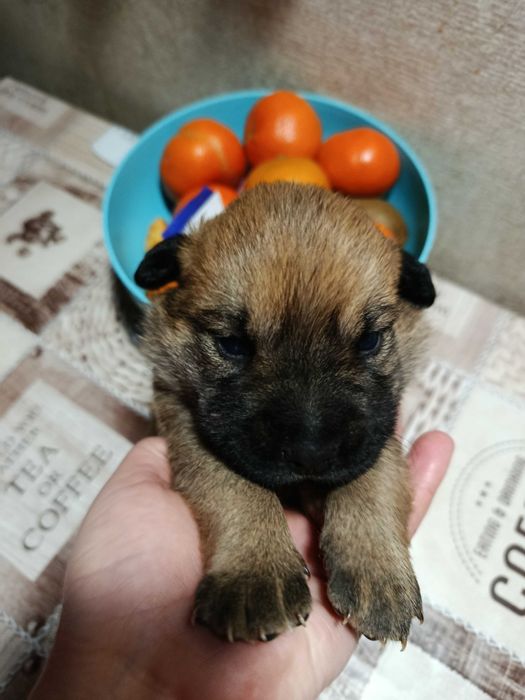 Віддам даром цуценят