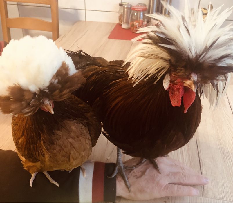 Jaja legowe od kur ozdobnych Brakle , forwerki ….
