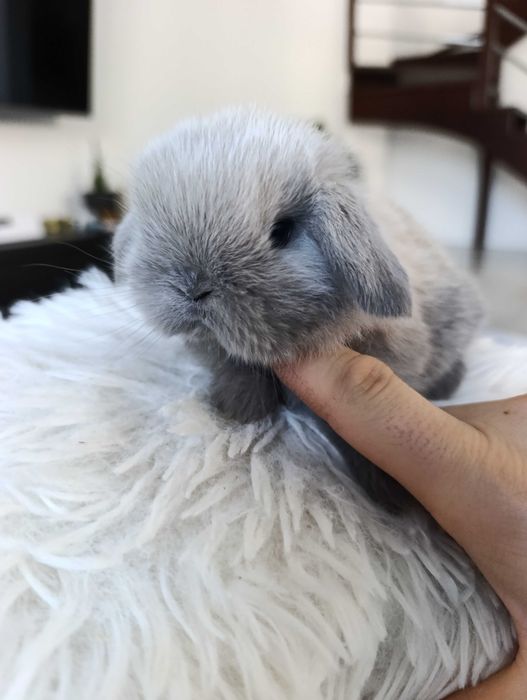 Mini lop karzełek Teddy hodowla zarejestrowana