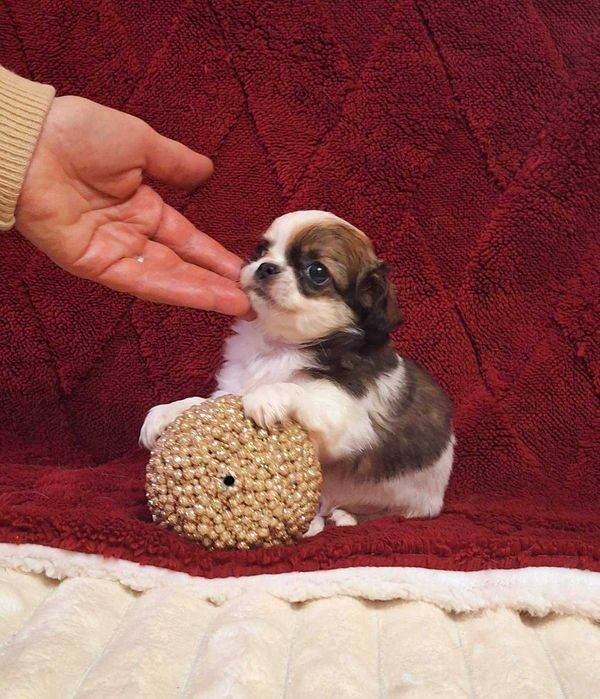 Яркий триколорный малыш с полным пакетом документов.