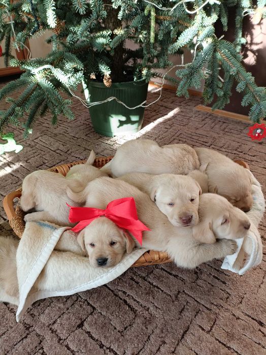 Labrador biszkoptowy