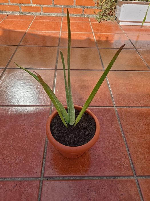 Aloe Vera em vaso - desde 5€