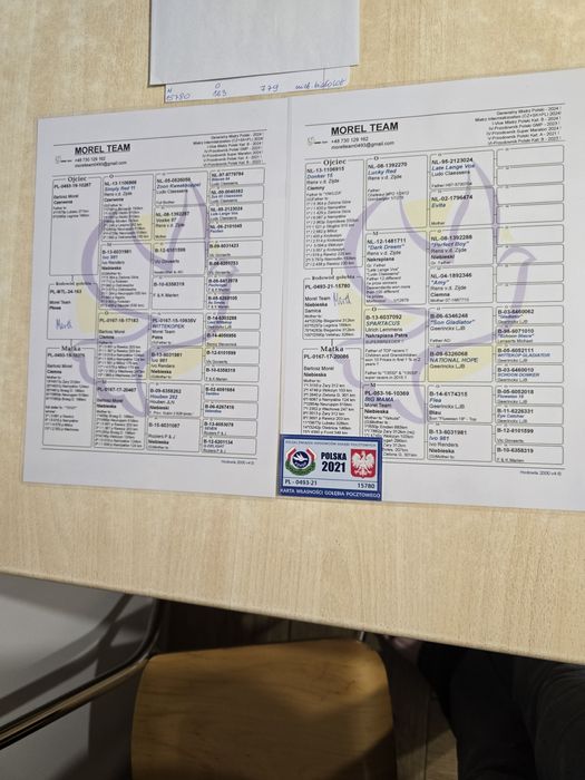 Gołębie pocztowe 78