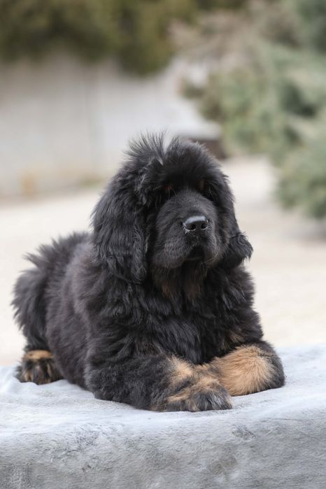 Тибетський мастиф Black & Tan — породисте цуценя від елітних батьків