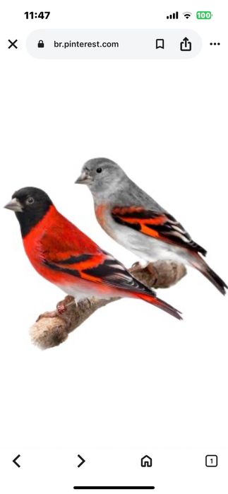 Cardinalito novos