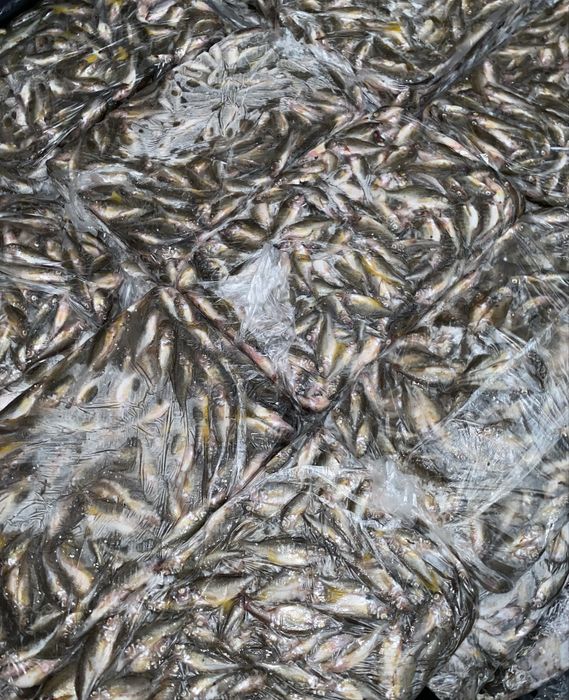 Закуплю сировину йоржа