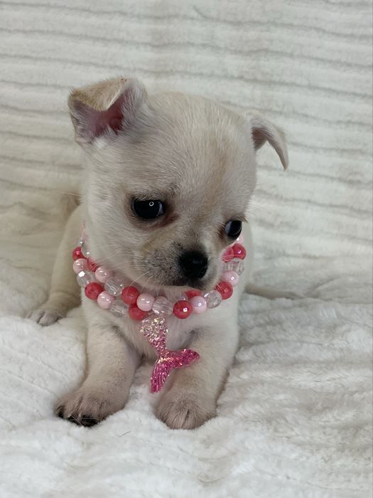 Chihuahua Femea  Pelo Curto