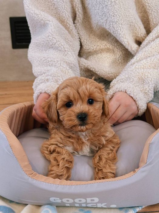 Boy&Girl Maltipoo Мальтипу VIP