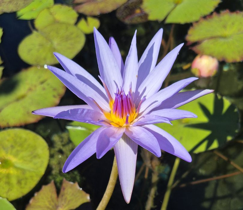 Plantas de lago Nenúfares