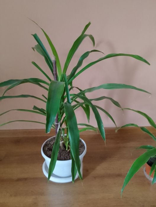 Продам вазон кукурудза