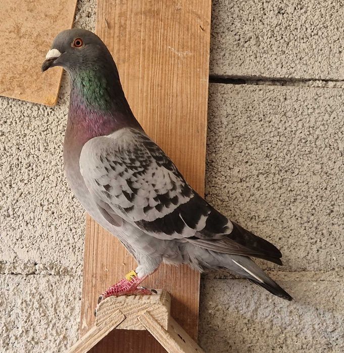 Pombos correios de competição