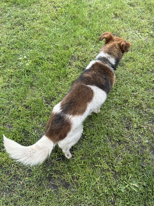 Віддам у добрі руки собаку