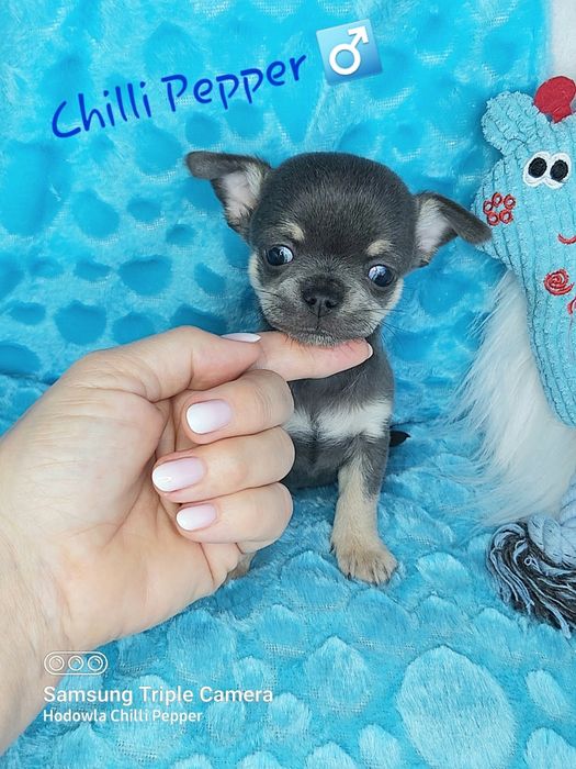 Przepiękny niebieski piesek chihuahua  BLUE