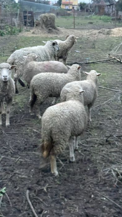 Vendo borregos bons