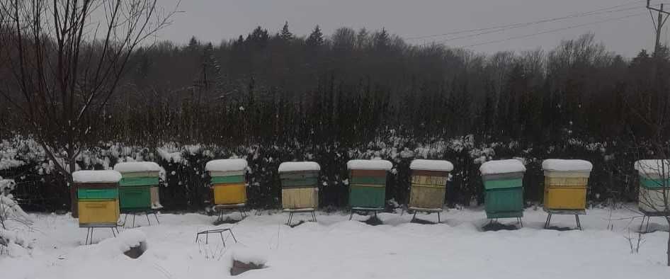 sprzedam 30 rodzin pszczelich