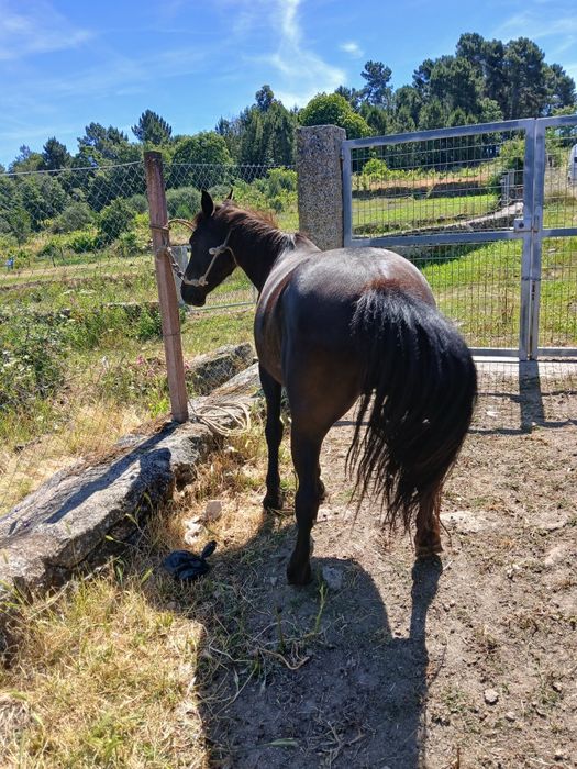 Vendo cavalo manso