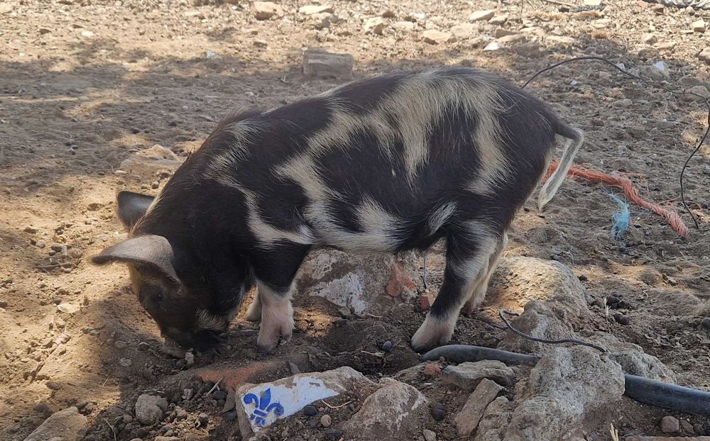 Porcinhos de kunekune