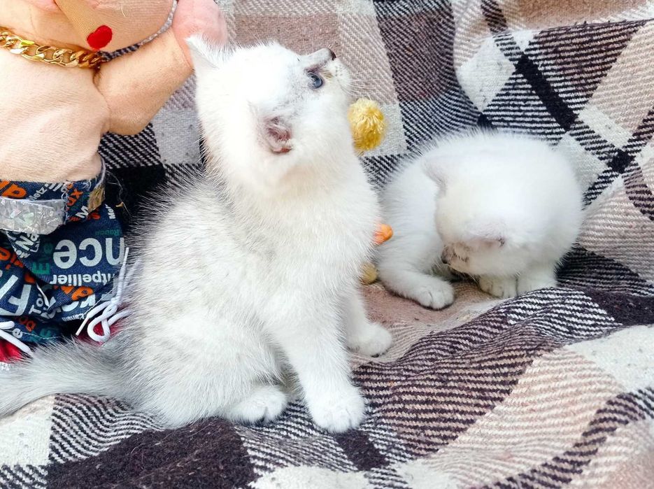 Классные британцы,мальчики