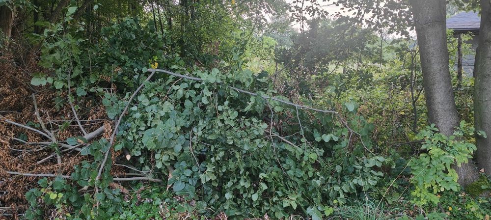 Gałęzie oddam za darmo