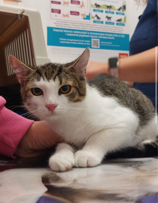 Bolek i Lolek polecają się do adopcji!