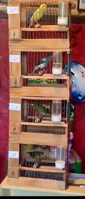 Canario timbrado español Foe, linha de concurso