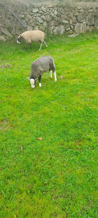 Machos INRA 401 puros