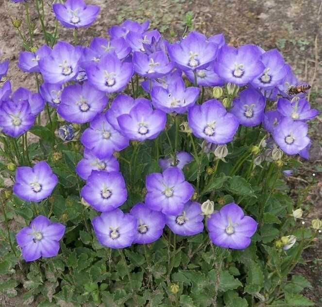 Обрієта,дзвоники  і інші садові рослини.